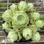 Aeonium Greenovia Variegated Clustering