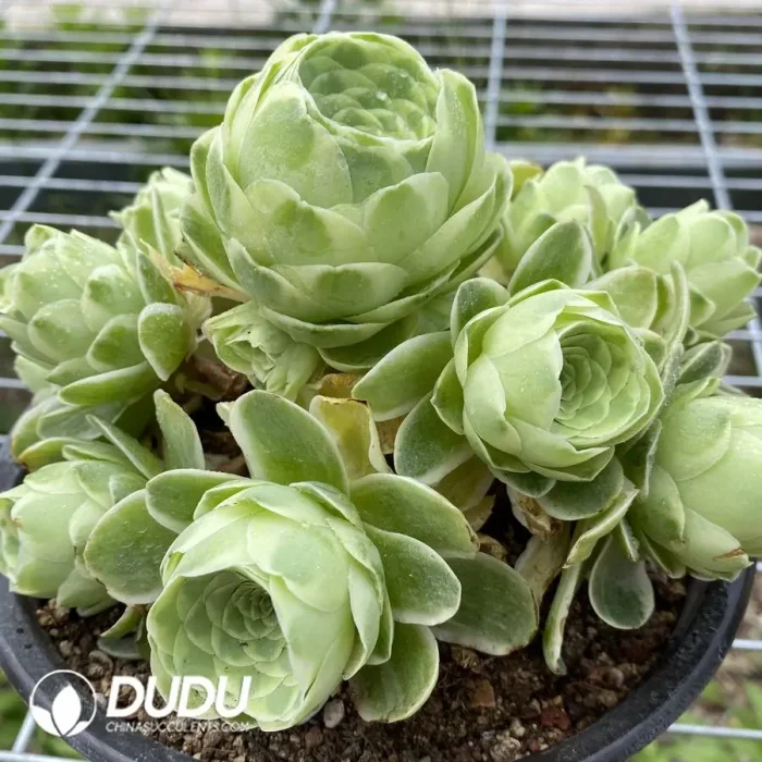 Aeonium Greenovia Variegated Clustering - Image 2