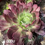 Aeonium Peach Clustering