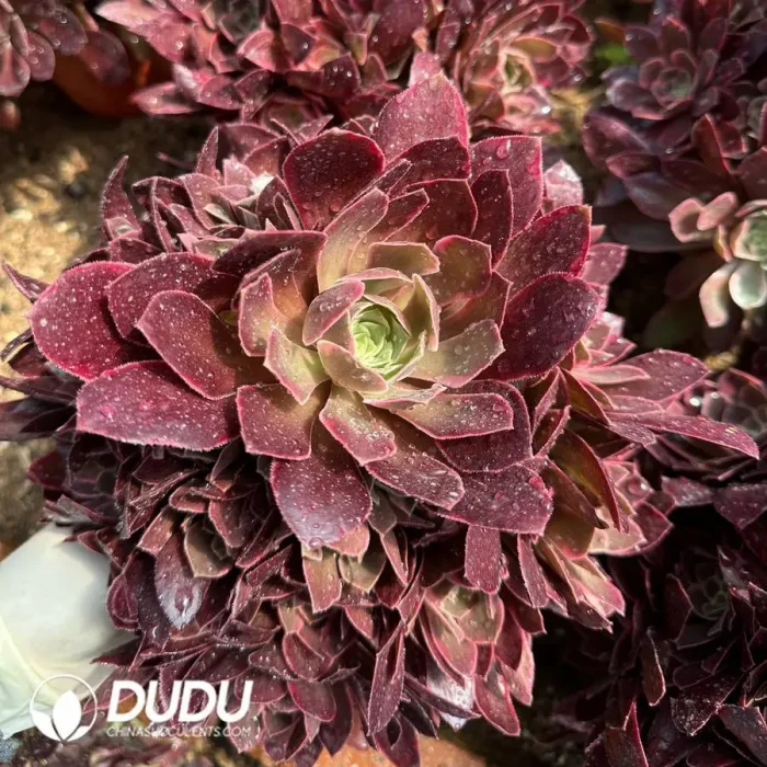 Aeonium Pink Banshee Clustering - Image 2