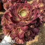 Aeonium Evening Banquet Clustering