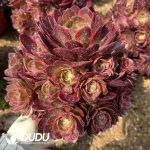 Aeonium Evening Banquet Clustering - Image 2