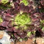 Aeonium Halloween Yellow Variegated Clustering