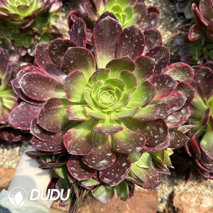 1747387985-e201.webp Aeonium Halloween Yellow Variegated Clustering - Image 1