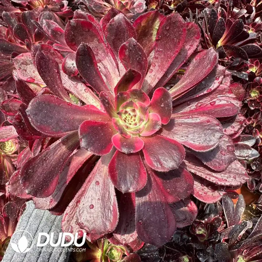1747388012-e201.webp Aeonium Moonlit Jungle Clustering - Image 1