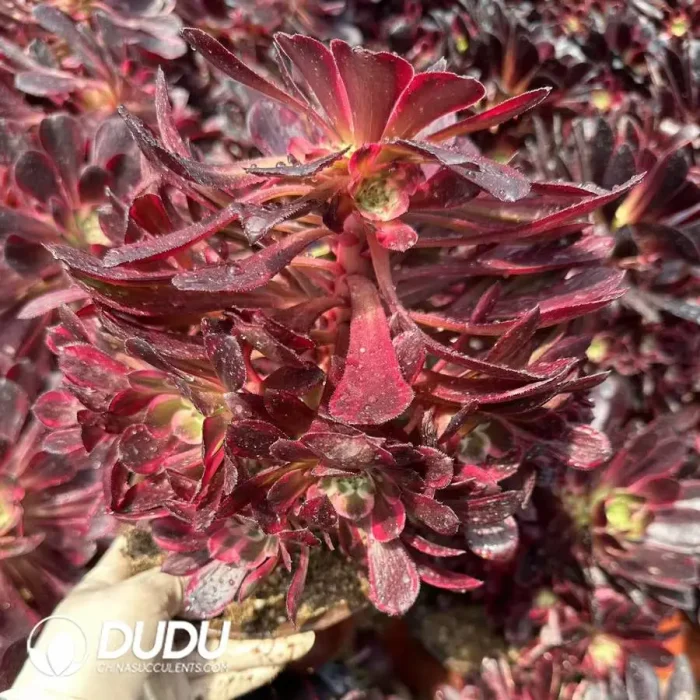 Aeonium Moonlit Jungle Clustering - Image 2