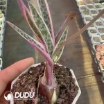 Drimiopsis botryoides subsp. botryoides Variegated