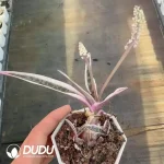 Drimiopsis botryoides subsp. botryoides Variegated - Image 2