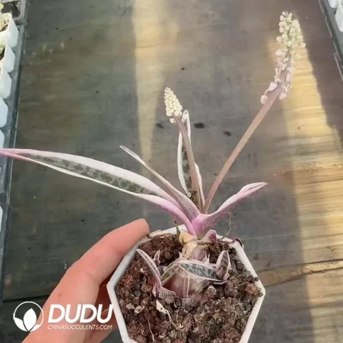 Drimiopsis botryoides subsp. botryoides Variegated - Image 2