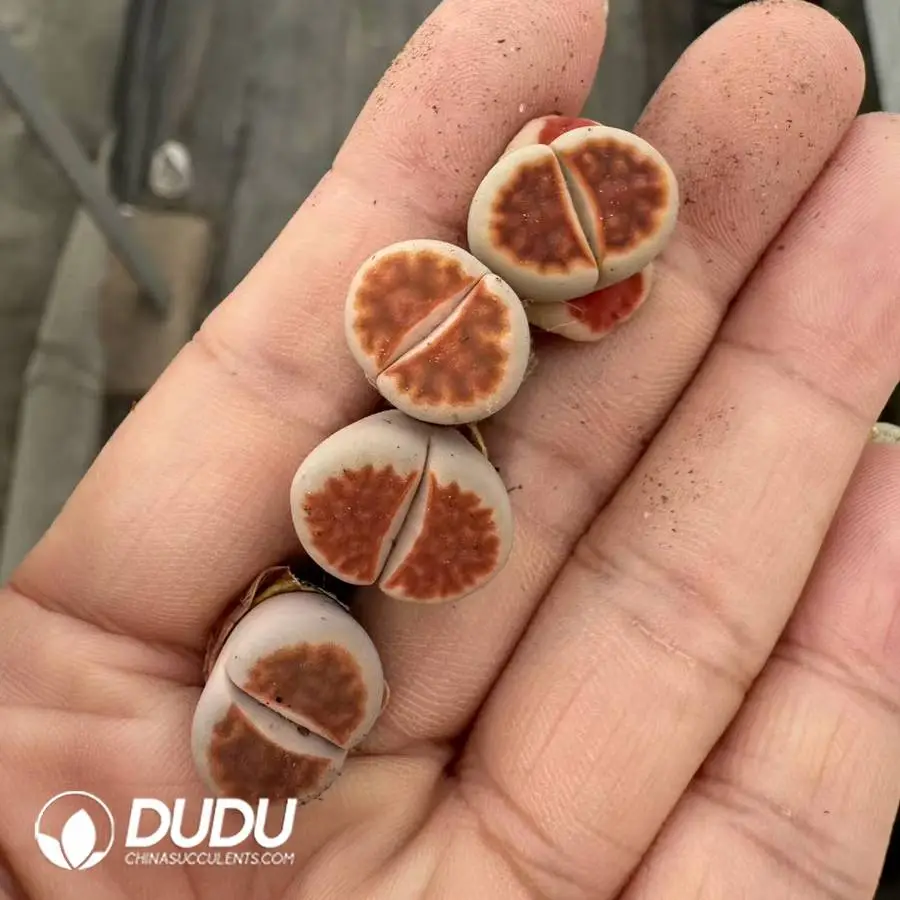 1747388113-e201.webp Lithops Red Window - Image 1