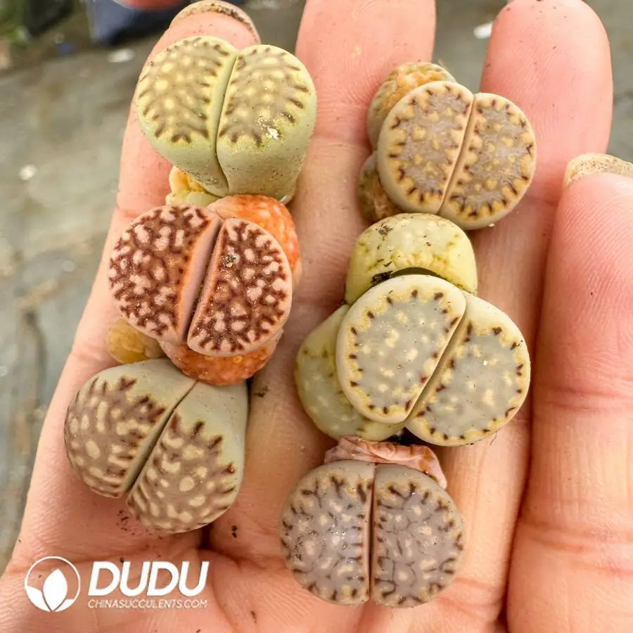 1747388117-e201.webp Lithops Julii - Image 1