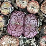 Conophytum Obcordellum Double Head