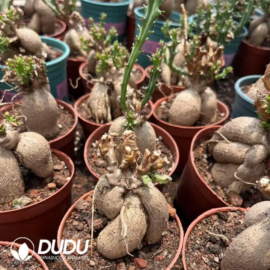 1747388140-e201.webp Euphorbia Knuthii - Image 1