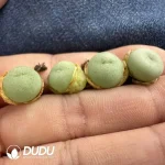 Conophytum Tiny Punchies