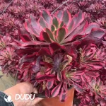 Aeonium Phantom Clustering