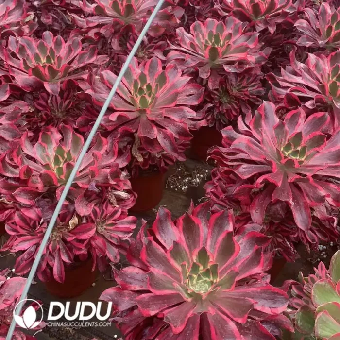 Aeonium Phantom Clustering - Image 2