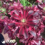 Aeonium Lilac Clustering