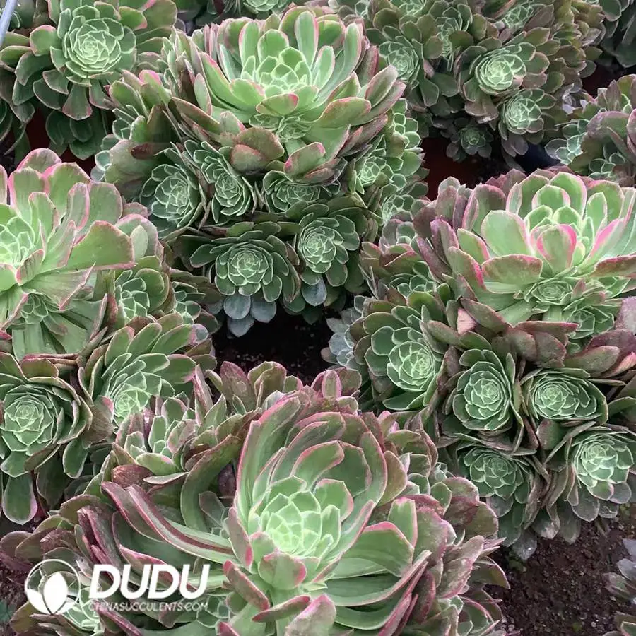 1747647431-e201.webp Aeonium Juicy Peach Clustering - Image 1