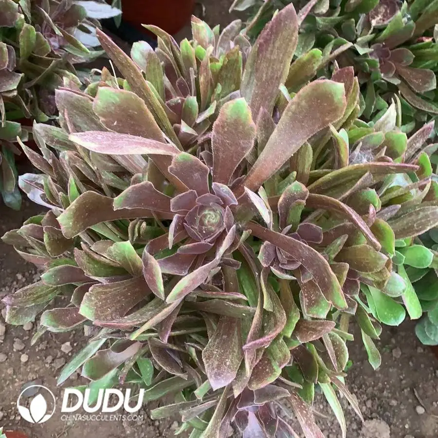 1747647440-e201.webp Aeonium Devil's Kiss Clustering - Image 1