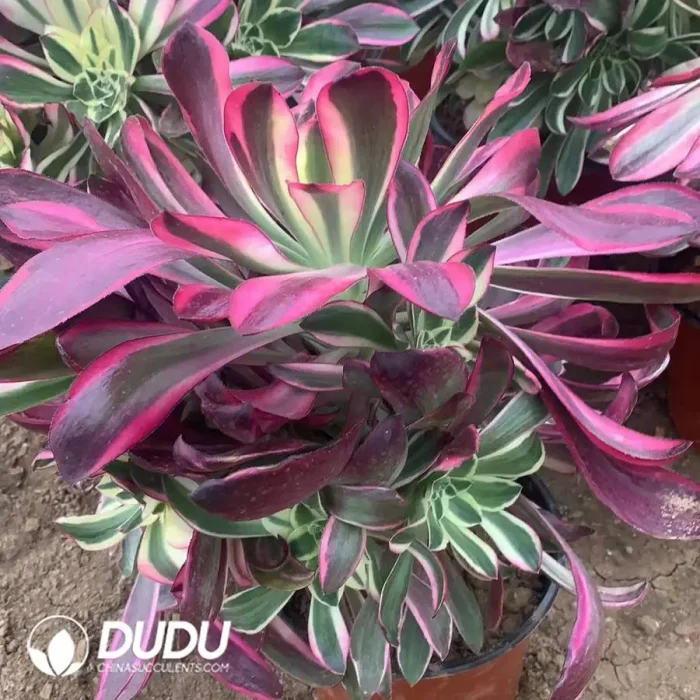 Aeonium Apollo Clustering - Image 2