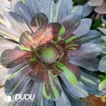 Aeonium Voo Doo Face Painting Variegated Clustering