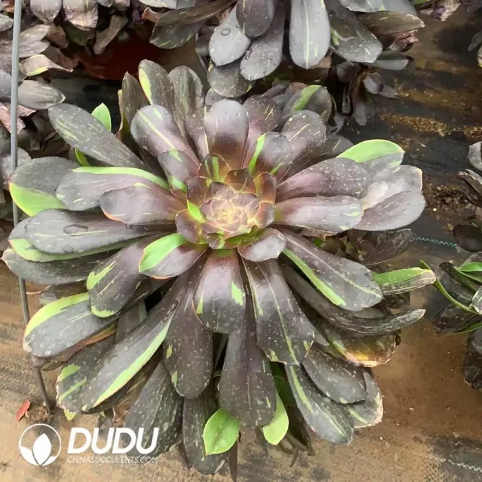 Aeonium Voo Doo Face Painting Variegated Clustering - Image 2