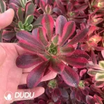 Aeonium Clove