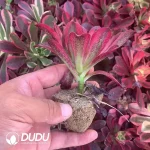 Aeonium Clove - Image 2