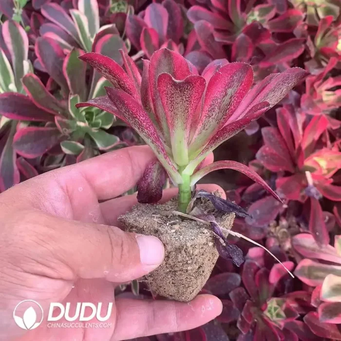 Aeonium Clove - Image 2