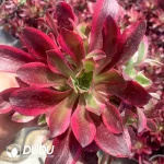 Aeonium Clove Clustering