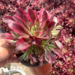 Aeonium Clove Clustering - Image 2