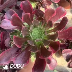 Aeonium Orchid