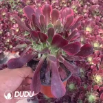 Aeonium Orchid - Image 2