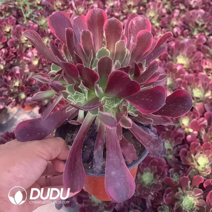 Aeonium Orchid - Image 2