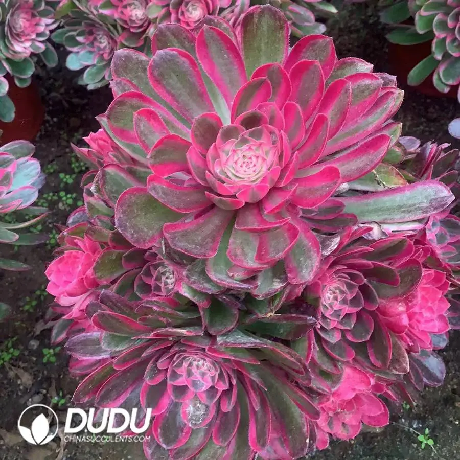 1747647460-e201.webp Aeonium Yao Guang Clustering - Image 1