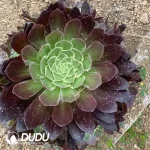 Aeonium Peach Clustering