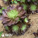 Aeonium Peach Clustering - Image 2