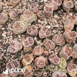 Lithops Julii Kikukaseki Double Heads