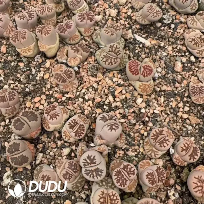 Lithops Julii Kikukaseki Double Heads - Image 2