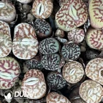 Conophytum Minimum Wittebergense 3 Heads Cluster