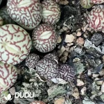 Conophytum Minimum Wittebergense 3 Heads Cluster - Image 2