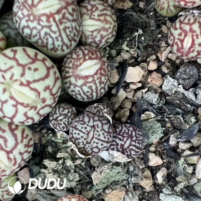 Conophytum Minimum Wittebergense 3 Heads Cluster - Image 2