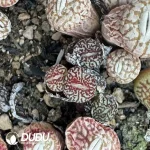 Conophytum Minimum Wittebergense 4 Heads Cluster - Image 2