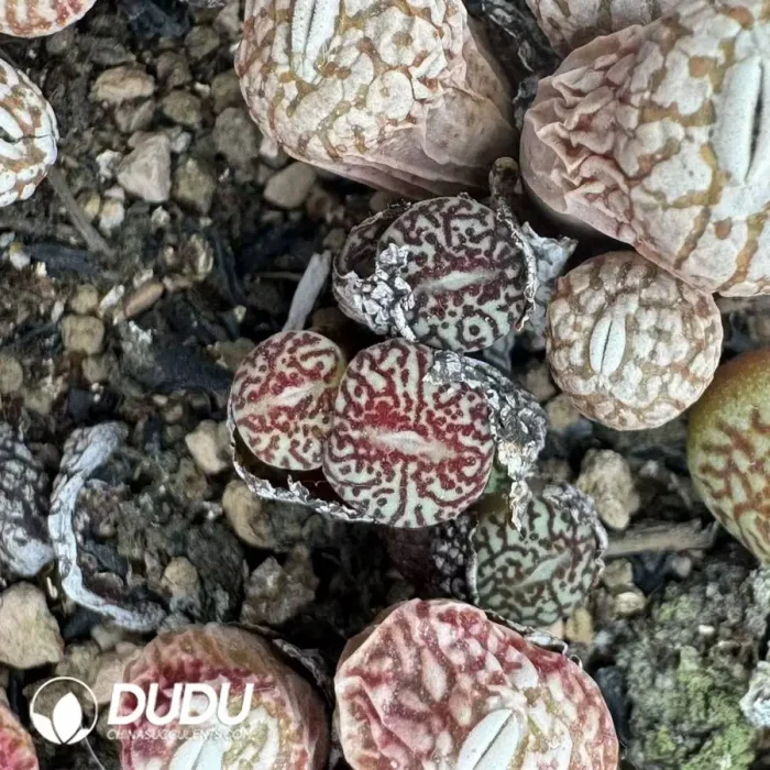 Conophytum Minimum Wittebergense 4 Heads Cluster - Image 2