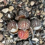 Conophytum Minimum Wittebergense 5 Heads Cluster - Image 2