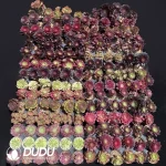 DuDu Aeonium 180 pcs Collocation