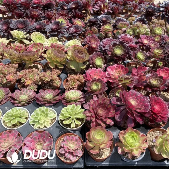 DuDu Aeonium 180 pcs Collocation - Image 3