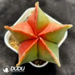 Cactus-Astrophytum myriostigma Variegate