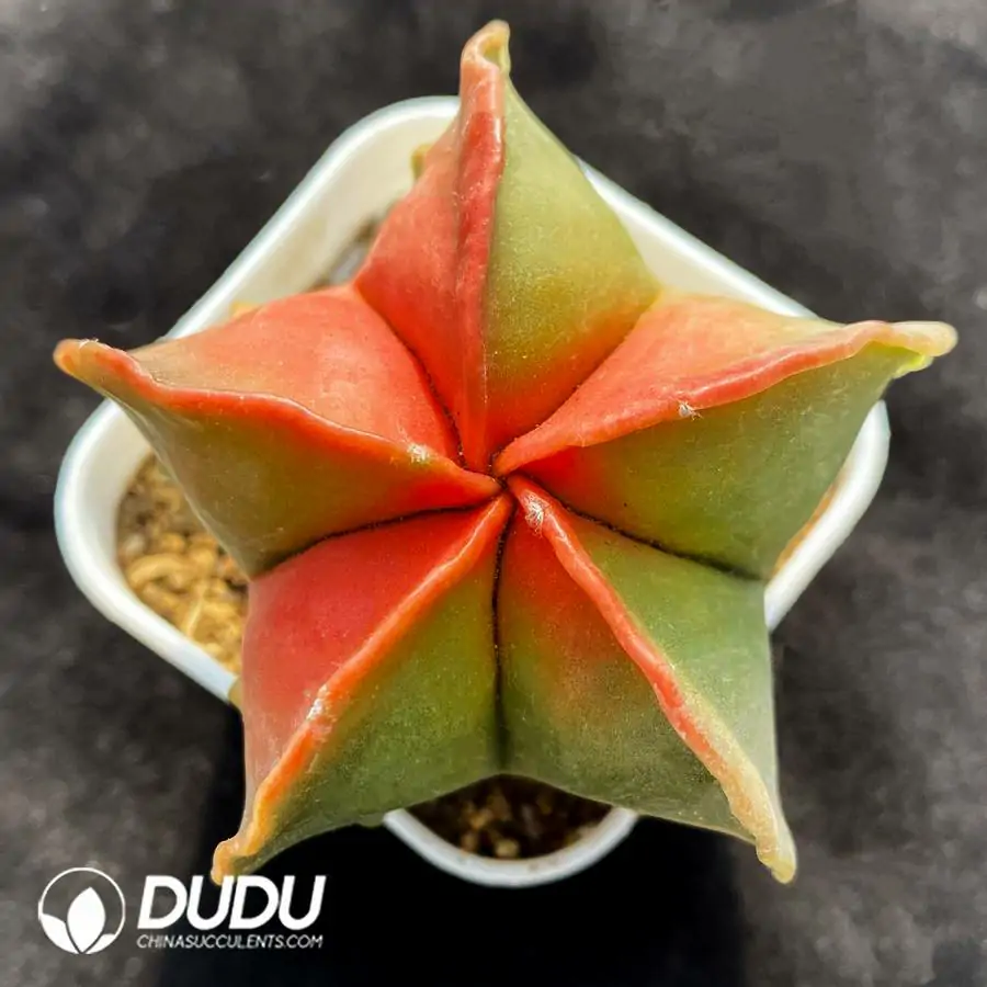 1747803852-e-1.webp Cactus-Astrophytum myriostigma Variegate - Image 1