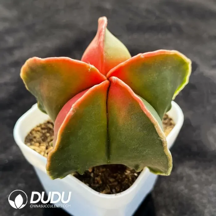 Cactus-Astrophytum myriostigma Variegate - Image 2